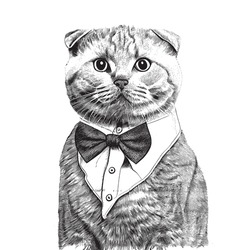 Portrait Of Scottish Fold Cat In Bow Tie Gentleman Sketch Hand Drawn Sketch, Engraving Style Vector Illustration.