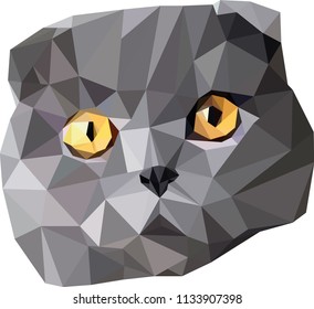 portrait of scottish fold cat in low poly style