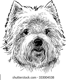portrait of a scottish terrier