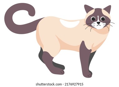 Portrait of siamese kitten, isolated cat with furry coat and cute muzzle. Purebred animal, feline domestic pet character or personage. Companion or friend, funny kitty cat. Vector in flat style
