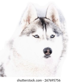 Portrait of a Siberian Husky