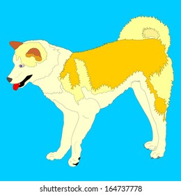 Portrait of siberian husky dog vector, isolated on blue background. 