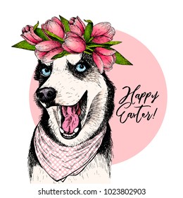 Portrait of siberian husky dog wearing tulip crown and bandana. Welcome spring. Hand drawn colored vector illustration. Engraved detailed art. Good for Easter greeting card, poster, banner, flyer