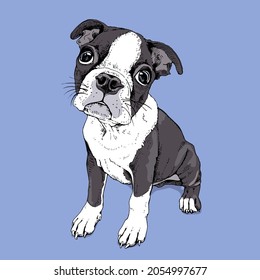 Portrait of a sitting Boston Terrier puppy. Sad dog. Hand drawn style print. Vector illustration.
