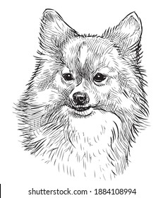 Portrait sketch of cute fluffy lap dog