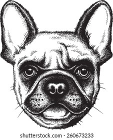 Portrait sketch of a French Bulldog or "Frenchie". Vector illustration.