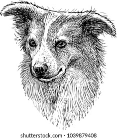 Portrait sketch of a lap dog