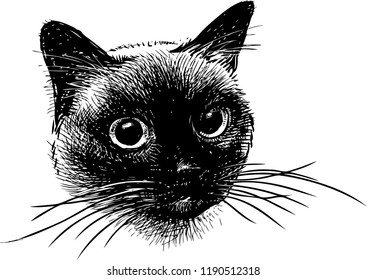 Portrait sketch of a siamese cat