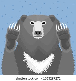 Portrait of a sloth bear with paws.