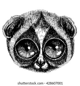 Portrait of a slow loris. Vector hand drawn illustration for your design.