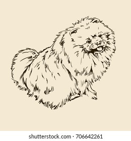 Portrait of a small cute dog. Pomeranian Spitz.