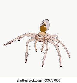 Portrait of a small desert spider, hand drawn vector illustration isolated on white background