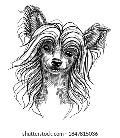 Portrait of a small dog, a Chinese crested puppy. Hand-drawn sketch with black and white pen, realistic vector illustration. Isolated background.