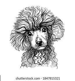 Portrait of a small dog, poodle puppy. Hand-drawn sketch with black and white pen, realistic vector illustration. Isolated background.
