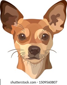 Portrait of small dog of a smooth-haired and large-eyed. Chihuahua. Vector, EPS10