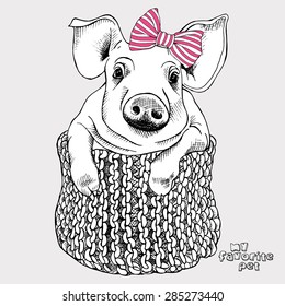 Portrait of a small pig with a pink striped bow in knitted scarf. Vector illustration.