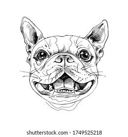 Portrait of a smiling funny Boston Terrier dog. Humor card, t-shirt composition, hand drawn style print. Vector black and white illustration.