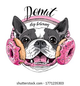 Portrait of the smiling funny Boston Terrier dog in the Headphones with pink Donuts. Humor card, t-shirt composition, hand drawn style print. Vector illustration.