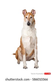 Portrait of smooth collie in polygonal style on white background. Vector Illustration.