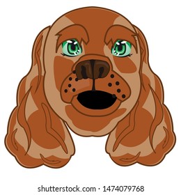 Portrait of a spaniel dog on white background is insulated