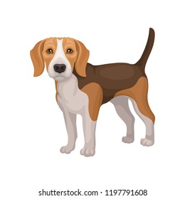 Portrait of standing beagle puppy. Small dog with brown-white coat and long ears. Flat vector for promo poster of animal clinic