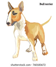 Portrait of standing Bull terrier, vector colorful illustration isolated on white background