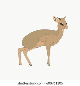 Portrait of a standing Damara Dik Dik, hand drawn vector illustration isolated on white background