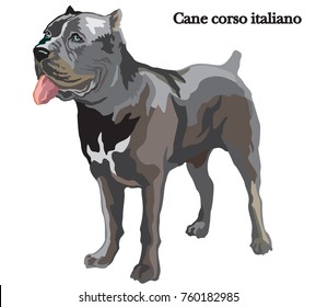 Portrait of standing dog Cane corso italiano, vector colorful illustration isolated on white background
