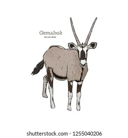 Portrait of a standing Gemsbok with two horns looking into the cam, side view, hand drawn vector illustration