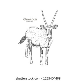 Portrait of a standing Gemsbok with two horns looking into the cam, side view, hand drawn vector illustration