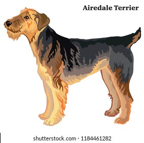 Portrait of standing in profile Airedale Terrier dog, vector colorful illustration isolated on white background