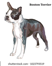 Portrait of standing in profile boston terrier, vector colorful illustration isolated on white background