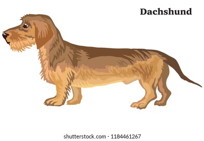 Portrait of standing in profile Dachshund (wire-haired) dog, vector colorful illustration isolated on white background