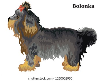 Portrait of standing in profile dog Bolonka, vector colorful illustration isolated on white background