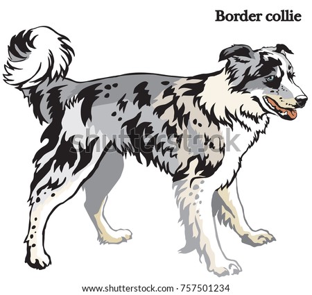 Portrait of standing in profile dog Border collie (blue merle color), vector colorful illustration isolated on white background