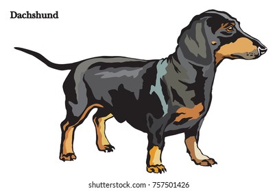 Portrait of standing in profile dog Dachshund, vector colorful illustration isolated on white background
