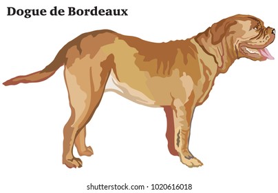 Portrait of standing in profile dog Dogue de Bordeaux, vector colorful illustration isolated on white background