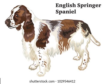 310 Springer Spaniel Stock Vectors, Images & Vector Art | Shutterstock