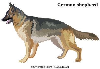 Portrait of standing in profile dog german shepherd, vector colorful illustration isolated on white background