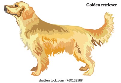 Portrait standing in profile dog Golden retriever  vector colorful illustration isolated white background