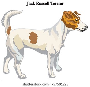 Portrait of standing in profile dog Jack Russell terrier vector colorful illustration isolated on white background