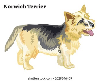 Portrait of standing in profile dog Norwich Terrier, vector colorful illustration isolated on white background