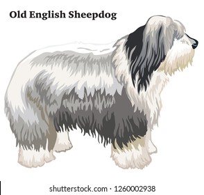 Portrait Of Standing In Profile Dog Old English Sheepdog, Vector Colorful Illustration Isolated On White Background