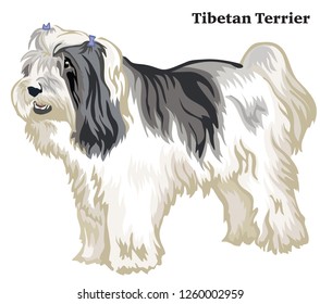 Portrait of standing in profile dog Tibetan Terrier, vector colorful illustration isolated on white background
