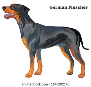 Portrait of standing in profile German Pinscher (standart size), vector colorful illustration isolated on white background