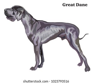 Portrait of standing in profile Great Dane, vector colorful illustration isolated on white background