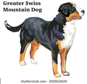 Portrait of standing in profile Greater Swiss Mountain Dog, vector colorful illustration isolated on white background