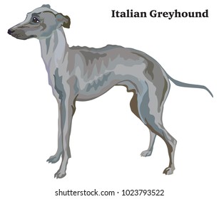 Portrait of standing in profile Italian Greyhound, vector colorful illustration isolated on white background
