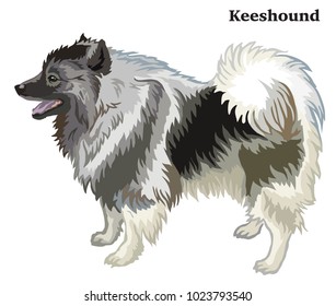 Portrait of standing in profile Keeshound, vector colorful illustration isolated on white background