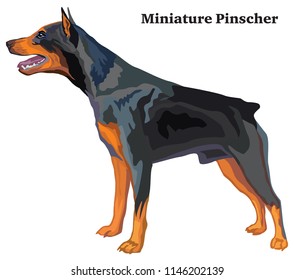 Portrait of standing in profile Miniature Pinscher dog, vector colorful illustration isolated on white background